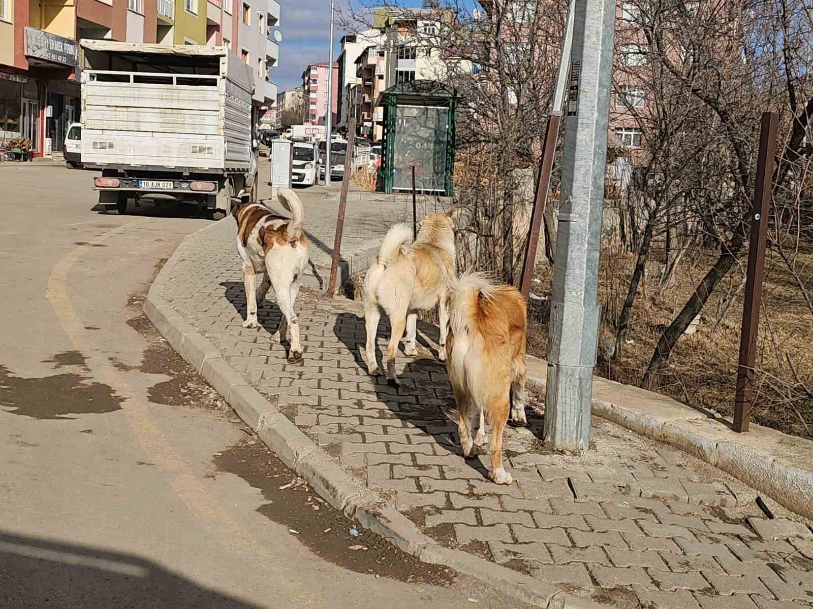 İSPİR'DE SOKAK KÖPEKLERİ TEHLİKESİ