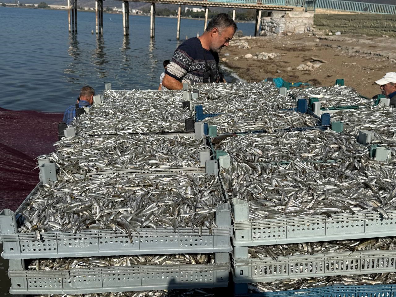 İZNİK GÖLÜ'NDE BALIK BEREKETİ: 5 TON GÜMÜŞ BALIK AVLANDI