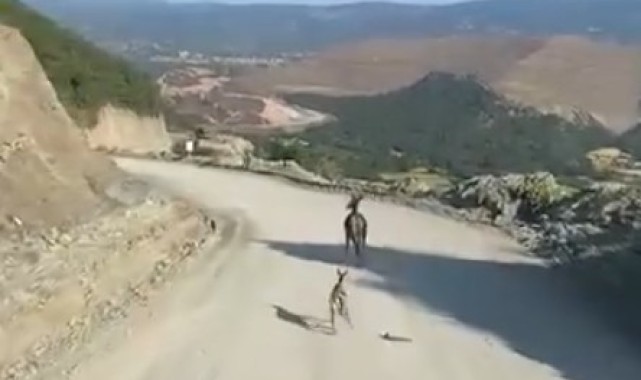 Kastamonu’da Yavru Ceylanın Kurtarılışı
