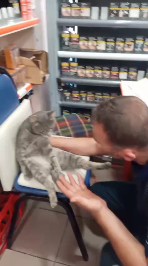 KEDİNİN BAL YEMESİ SONRASI İLGİNÇ ANLAR