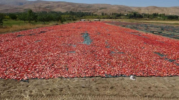 KULUNCAK DOMATESLERİ AVRUPA VE ORTA DOĞU ÜLKELERİNE İHRAÇ EDİLİYOR