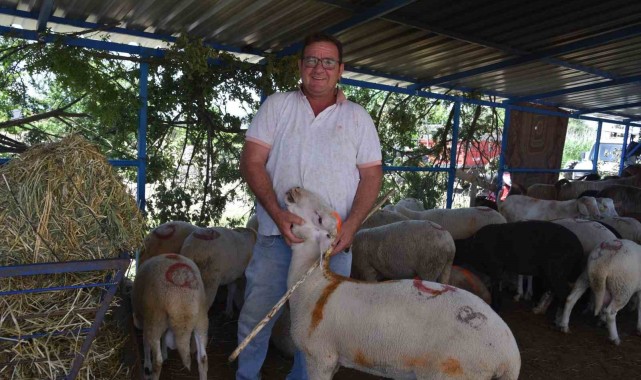 Kurban Bayramı Öncesi Sındırgı'da Hayvan Pazarı Coşkusu