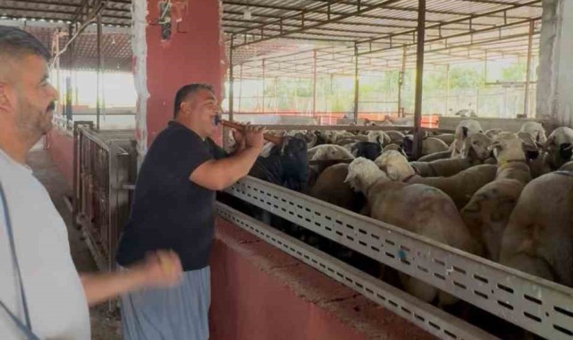 Kurbanlık Hayvanlara Moral Konseri