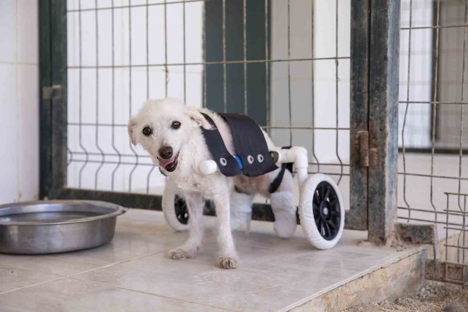 MERSİN'DE KURTARILAN KÖPEK ŞİRİN, YÜRÜTEÇ SAYESİNDE MUTLU