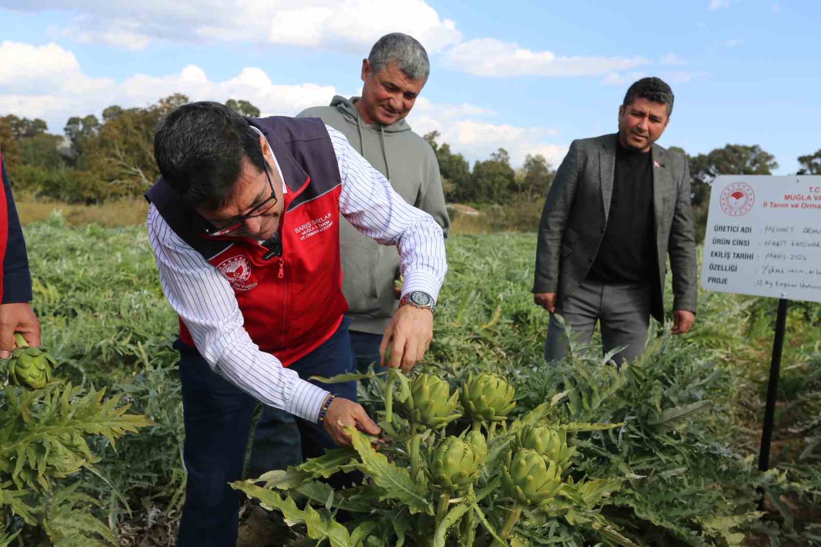 MUĞLA TARIM VE ORMAN MÜDÜRÜ BARIŞ SAYLAK TARLA GÜNÜNDE ÜRETİCİLERLE BULUŞTU