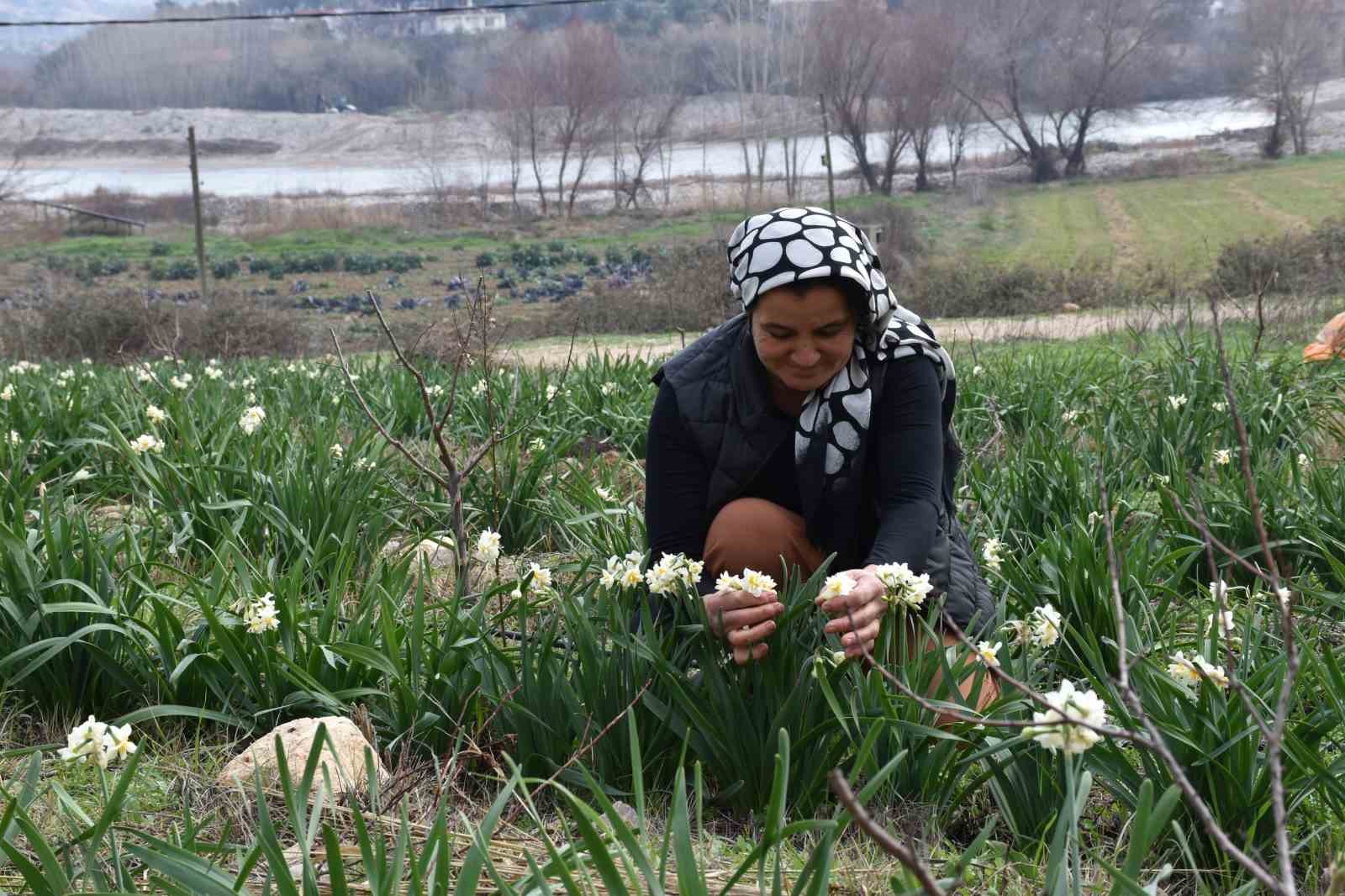 MUT İLÇESİNDE NERGİS ÇİÇEĞİ ÜRETİMİ HOBİ HALİNE GELDİ