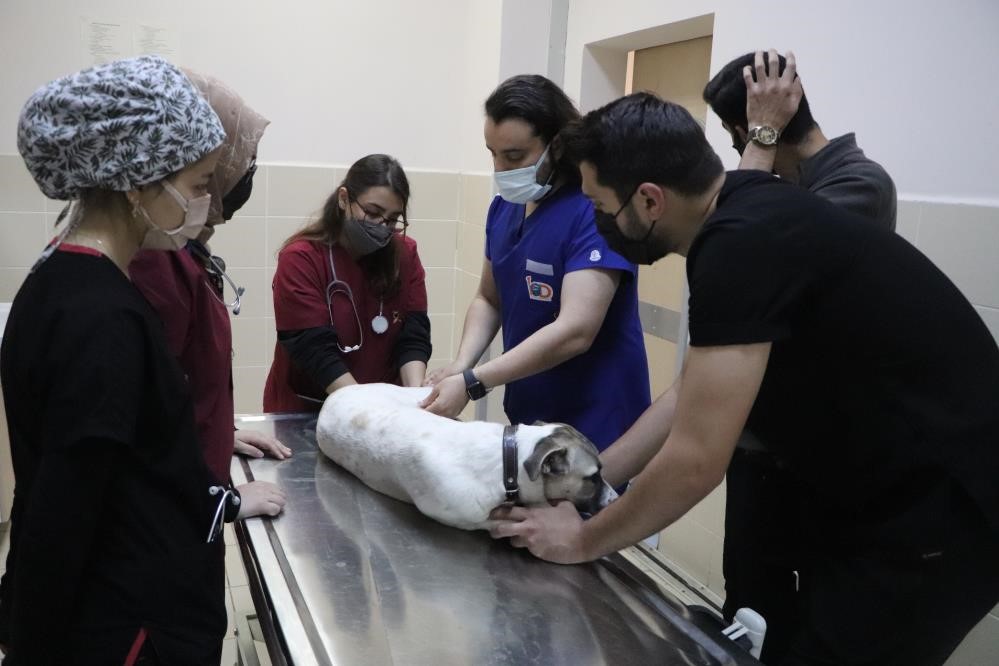 OMÜ HAYVAN HASTANESİ’NDE BU YIL 20 BİN 554 HAYVANA TEDAVİ