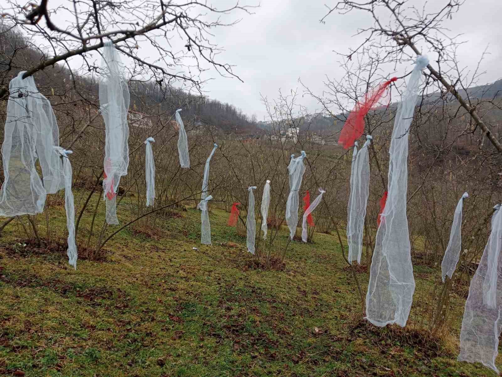 ORDULU ÜRETİCİDEN YENİ YIL VE FINDIK FİYATLARINA TEPKİ