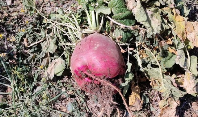 Osmaniye’de Dev Turp Yetiştiren Emekli Öğretmen!
