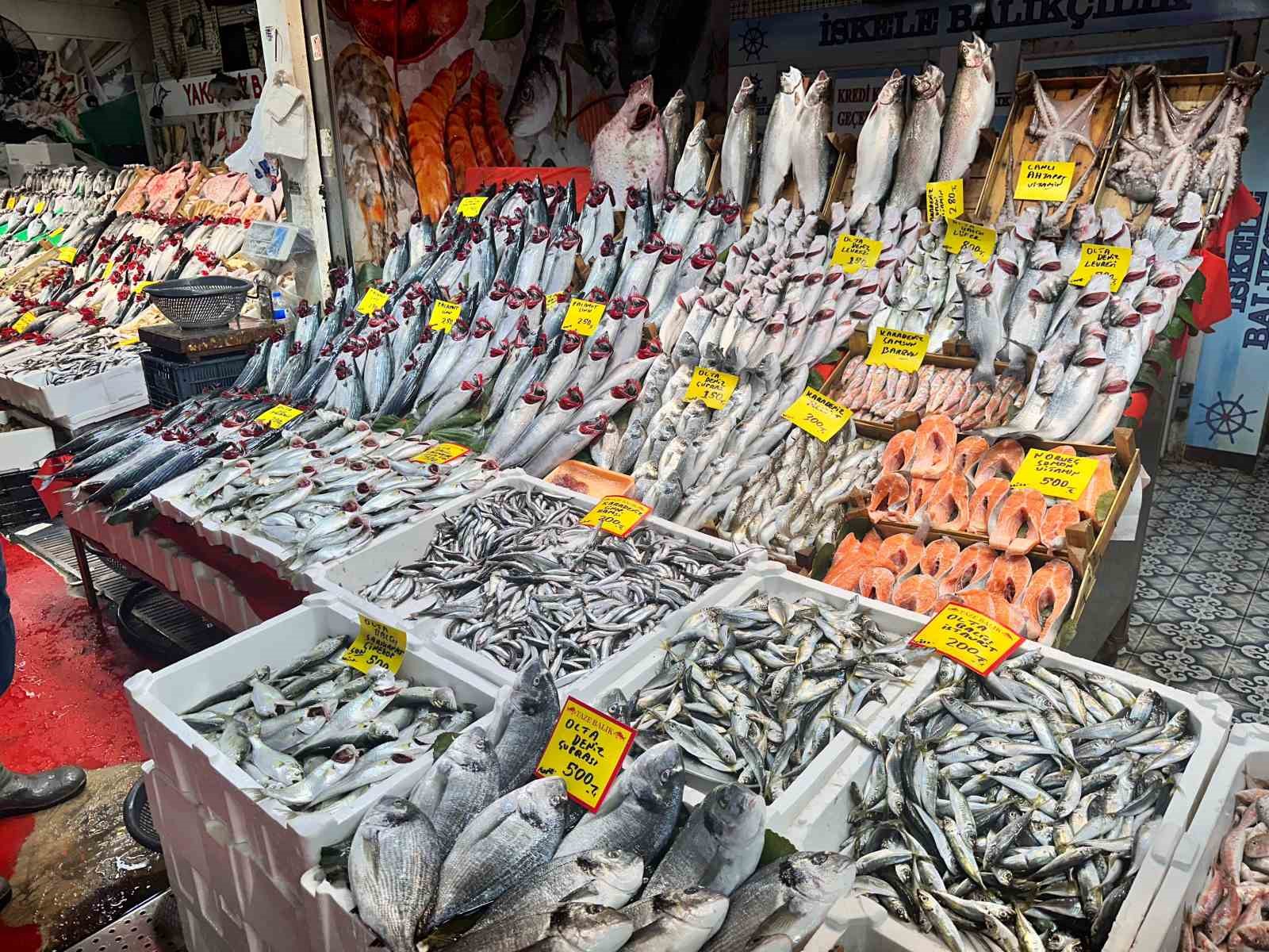 PALAMUT FİYATLARI YÜKSELİŞTE!