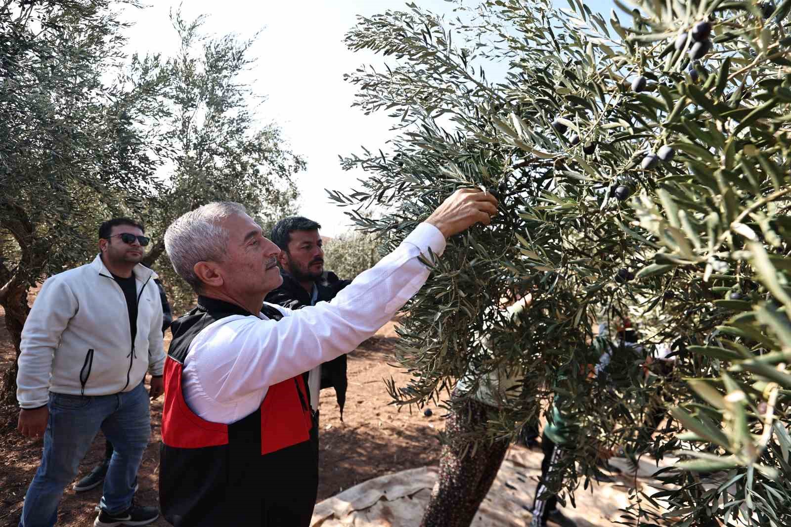 ŞAHİNBEY BELEDİYE BAŞKANI ZEYTİN HASADINDA ÇİFTÇİLERLE BİRLİKTE