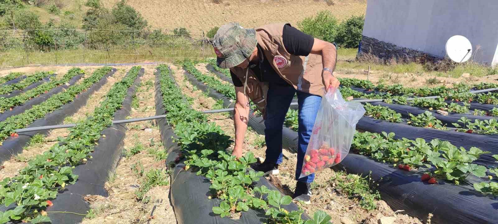 SALİHLİ İLÇE TARIM VE ORMAN MÜDÜRLÜĞÜ'NDEN ÜRETİCİLERE UYARI