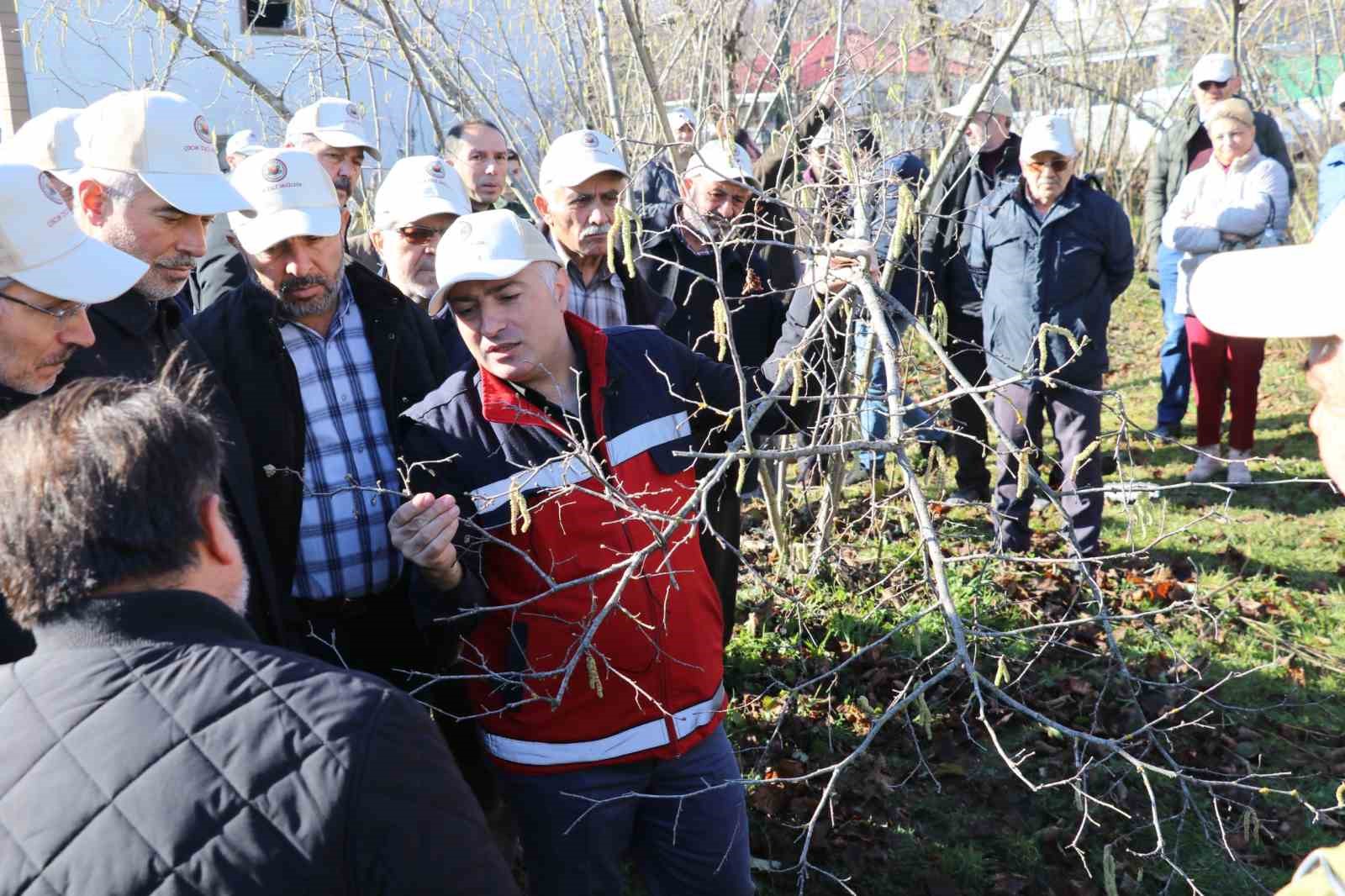 SAMSUN TERME'DE ÜRETİCİLER ARASINDA FINDIK BUDAMA YARIŞMASI HEYECANI