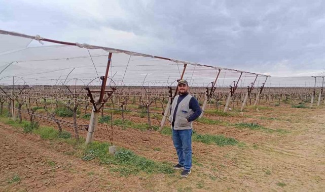 Sarıgöl Üzüm Bağlarına Dolu Tülleri Örtülüyor