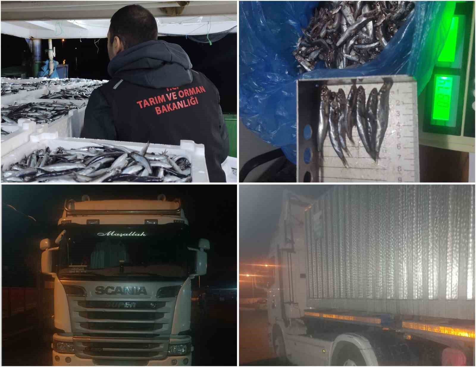 SİNOP'TA 10 TON YASAL BOY DIŞI HAMSİYE EL KONULDU