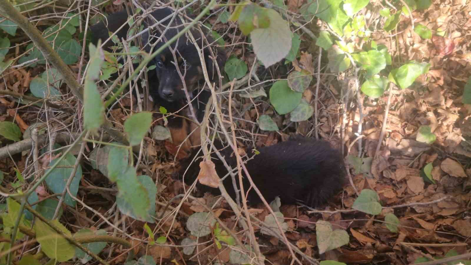 SİNOP’UN MERTOĞLU KÖYÜNDE TERK EDİLEN 3 KÖPEK YARDIM BEKLİYOR