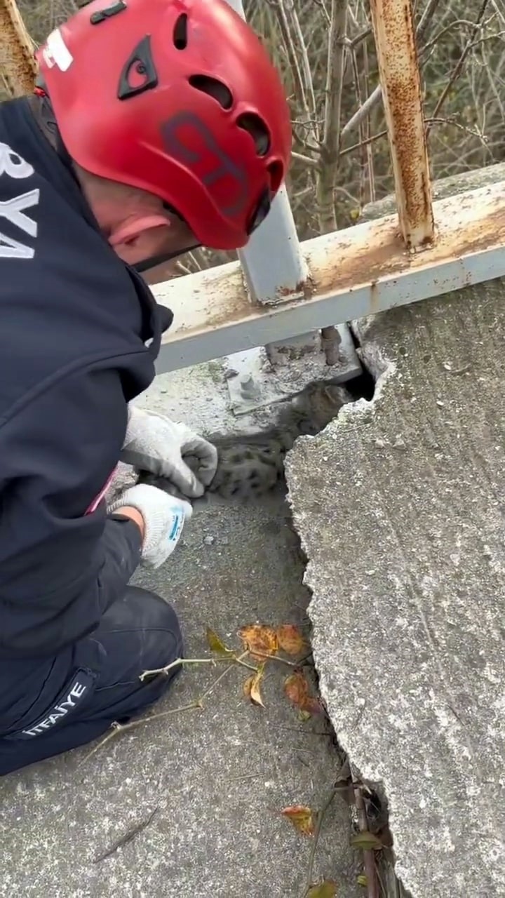SOKAKTA MAHSUR KALAN YAVRU KEDİ İTFAİYENİN MÜDAHALESİYLE KURTARILDI
