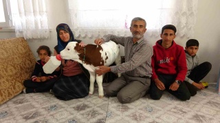 ADIYAMAN’DA ERKEN DOĞAN BUZAKLARINA AİLECEK BAKIYORLAR