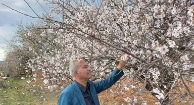 Araban’da Meyve ve Badem Ağaçları Çiçek Açtı