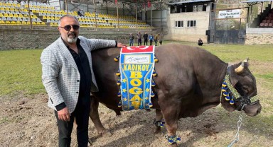 Artvin’de 'Kadıköy Boğası'yla Fenerbahçe Sevdalısı