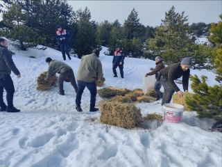 BALIKESİR DAĞLARINDA YABAN HAYVANLARINA YEMLEME!