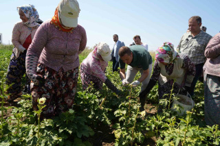 BALIKESİR GÖMEÇ İLÇESİNDE BAMYA HASADI BAŞLADI