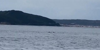 ÇANAKKALE BOĞAZI’NDA BALIK SÜRÜSÜNÜN PEŞİNDEN GİDEN YUNUSLAR HEYECAN YARATTI