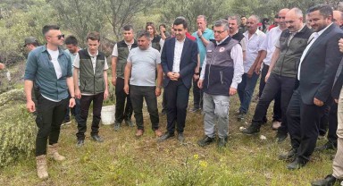Delice Zeytin Ağaçlarının Aşılanarak Ekonomiye Kazandırılması Projesi