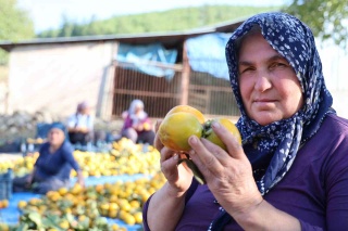 DEVLET DESTEĞİYLE KOZAN’DA TRABZON HURMASI HASADI BAŞLADI