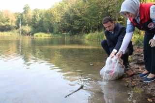 DÜZCE’DE SU KAYNAKLARI ZENGİNLEŞİYOR: 35 BİN SAZAN BALIĞI YAVRUSU BIRAKILDI