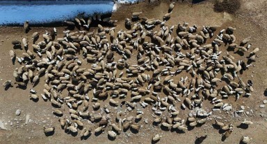 Erzurum'un Aşkale İlçesinde Yeni Doğan Kuzular Anneleriyle Buluştu