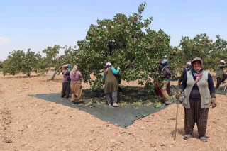 GAZİANTEP’TEKİ KADIN TARIM İŞÇİLERİ SICAĞA RAĞMEN FISTIK HASADINDA