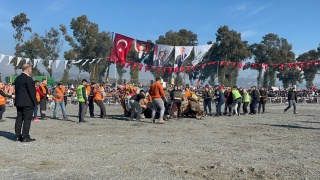 İNCİRLİOVA DEVE GÜREŞİ FESTİVALİNDE BÜYÜK COŞKU