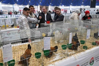 ISPARTA BELEDİYESİ’NDEN SÜS TAVUKLARI GÖSTERİSİ