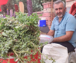 KAHRAMANMARAŞ DAĞLARINDAN TOPLADIĞI SEMİZ OTUNU SATARAK GEÇİMİNİ SAĞLAYAN VATANDAŞ