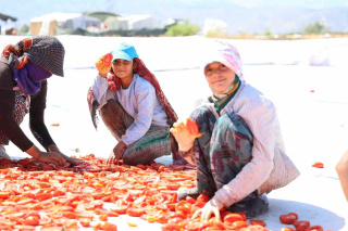 KAHRAMANMARAŞ TÜRKOĞLU'DA KURU DOMATES ÜRETİMİ İHRAÇ REKORU KIRIYOR