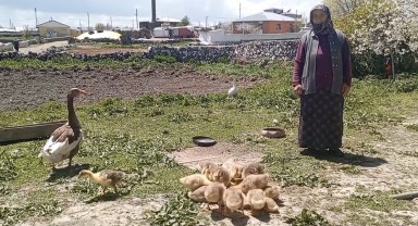 Kars Kazları Altınla Yarışıyor