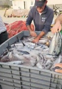 KASTAMONU’DA PALAMUT BOLLUĞU