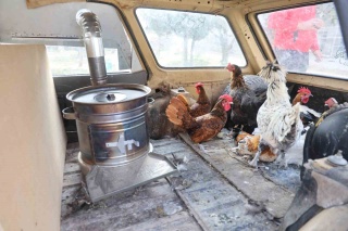 KONYA'DA YUMURTACI VATANDAŞ TAVUKLARINI GEZDİRİYOR