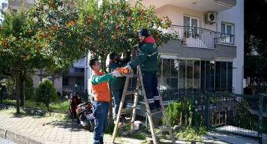 Kuşadası'nın Turunç Reçeli Harikası