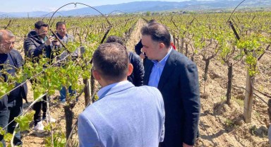 Murat Baybatur, Sarıgöl'deki Üzüm Bağlarını İnceledi