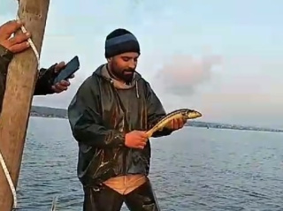 NESLİ TÜKENMEKTE OLAN MERSİN BALIĞI KARASU’DA YAKALANDI!