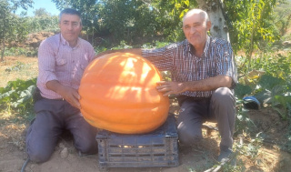 SARIGÖL’DE BALKABAĞI ÜRETİCİSİ EŞE DOSTA DAĞITACAK