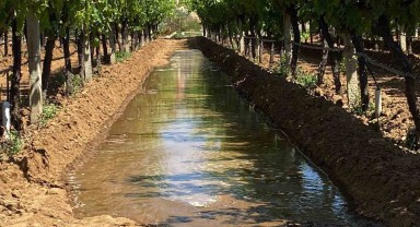 Sarıgöl'ün Sultaniye Üzümleri ve Sulama Dönemi