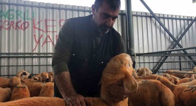 Sivas Kangalı Kuzuları Eskişehir'e Renk Getiriyor