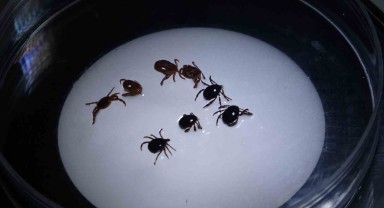 Sivas'ta Kene Vakaları: KKKA Hastalığı Riski Artıyor