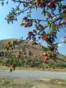 TALAS’TA SONBAHAR RENKLERİ