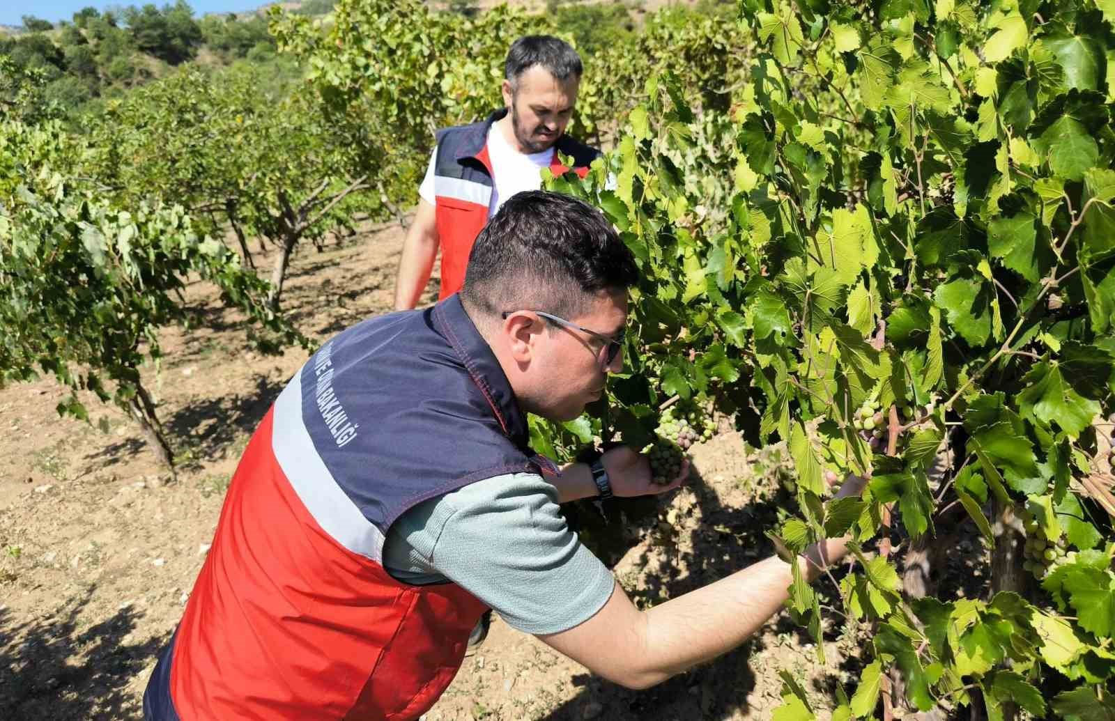 YAĞCIK KÖYÜNDE ÜRETİCİLERE ANTEP FISTIĞI VE ÜZÜM HASTALIKLARI HAKKINDA BİLGİLENDİRME YAPILDI